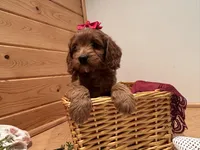Mindy , a female Cockapoo for sale in Athens, WI – Photo 4 of 10