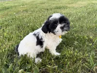 Danny, a male Bichon Frise and Shih Tzu for sale in Athens, WI – 7 of 10