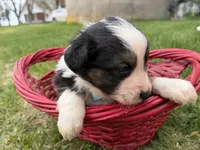 Zander, a male Australian Shepherd and Border Collie for sale in Athens, WI – 8 of 10