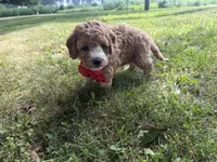 Gabe, a male Cavapoo for sale in Athens, WI – 10 of 10