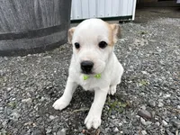 Peter, a male American Eskimo and Jack Russell Terrier for sale in Athens, WI – 10 of 10