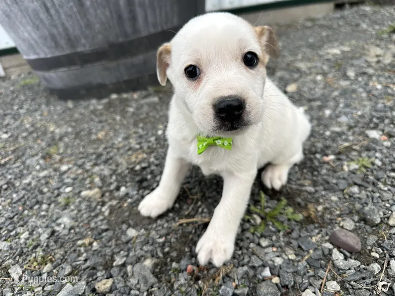 Peter – American Eskimo, Jack Russell Terrier puppy for sale in Athens, WI