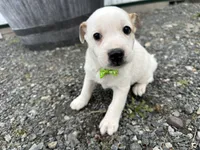 Peter, a male American Eskimo and Jack Russell Terrier for sale in Athens, WI – 1 of 10