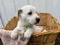Peter, a male American Eskimo and Jack Russell Terrier for sale in Athens, WI – 4 of 10