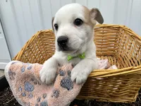 Peter, a male American Eskimo and Jack Russell Terrier for sale in Athens, WI – 7 of 10