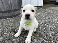 Peter, a male American Eskimo and Jack Russell Terrier for sale in Athens, WI – 8 of 10