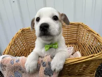 Peter, a male American Eskimo and Jack Russell Terrier for sale in Athens, WI – 5 of 10