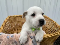 Peter, a male American Eskimo and Jack Russell Terrier for sale in Athens, WI – 3 of 10