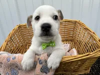 Peter, a male American Eskimo and Jack Russell Terrier for sale in Athens, WI – 6 of 10