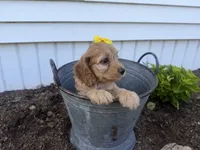 Christy, a female Cockapoo for sale in Athens, WI – 6 of 10