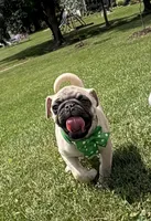 AKC AIDEN, a male Pug for sale in Athens, WI – 5 of 10