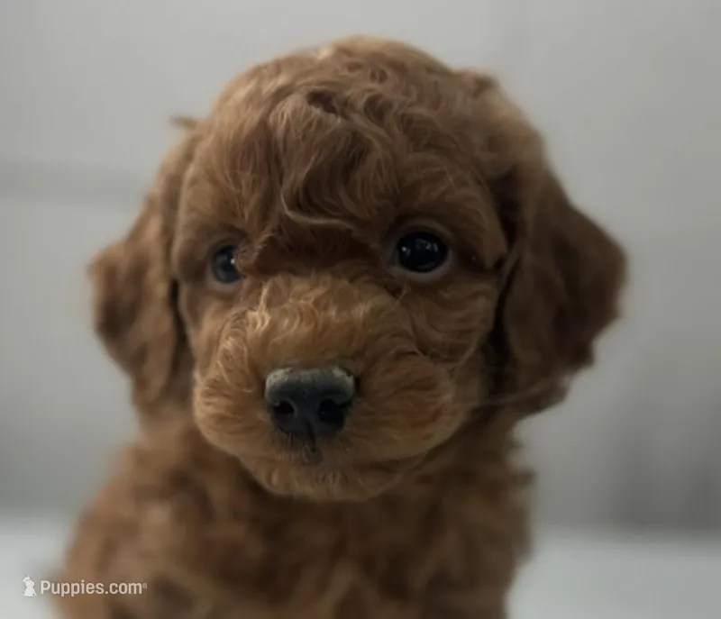 Ole  – Miniature Goldendoodle puppy for sale in Athens, WI