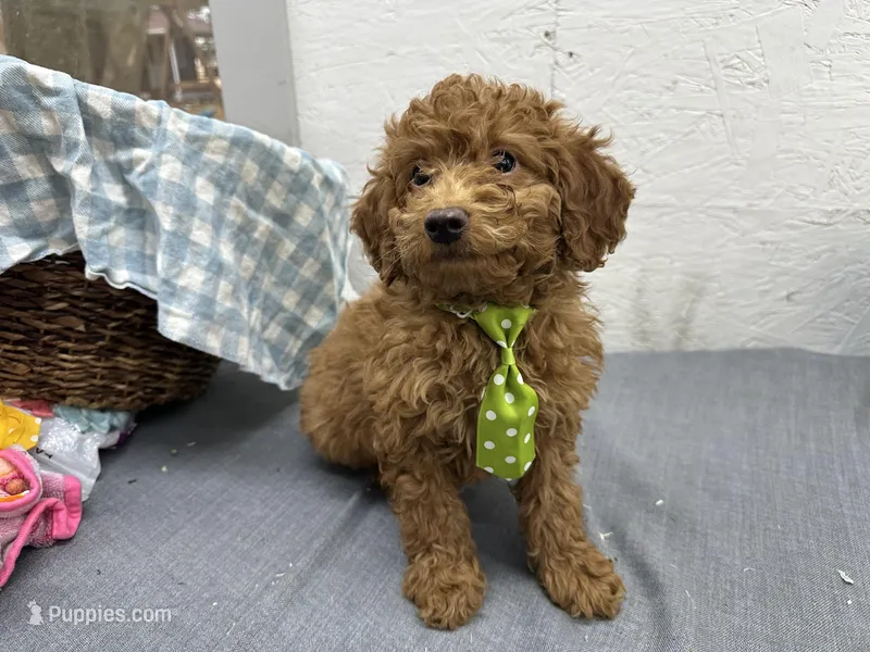 Ole  – Miniature Goldendoodle puppy for sale in Athens, WI