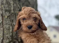 Dale, a male Cavapoo for sale in Athens, WI – Photo 4 of 10
