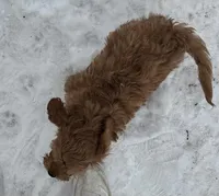 Dale, a male Cavapoo for sale in Athens, WI – Photo 6 of 10
