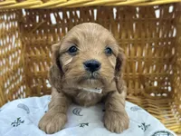 Dale, a male Cavapoo for sale in Athens, WI – Photo 10 of 10