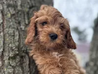 Dale, a male Cavapoo for sale in Athens, WI – Photo 3 of 10