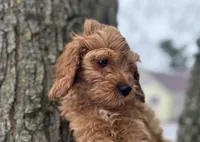 Dale, a male Cavapoo for sale in Athens, WI – Photo 5 of 10