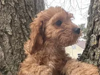 Dale, a male Cavapoo for sale in Athens, WI – Photo 2 of 10