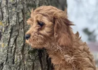 Dale, a male Cavapoo for sale in Athens, WI – Photo 8 of 10