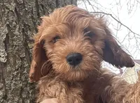 Dale, a male Cavapoo for sale in Athens, WI – Photo 1 of 10