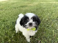 Jordan, a male Bichon Frise and Shih Tzu for sale in Athens, WI – 6 of 10