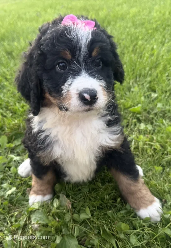 Sable – Bernedoodle puppy for sale in Athens, WI