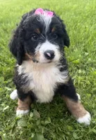 Sable, a female Bernedoodle for sale in Athens, WI – 1 of 10