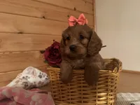 Millie, a female Cockapoo for sale in Athens, WI – Photo 3 of 10