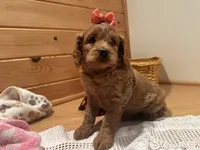 Millie, a female Cockapoo for sale in Athens, WI – Photo 10 of 10