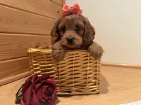 Millie, a female Cockapoo for sale in Athens, WI – Photo 8 of 10