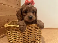 Millie, a female Cockapoo for sale in Athens, WI – Photo 5 of 10