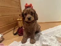 Millie, a female Cockapoo for sale in Athens, WI – Photo 7 of 10