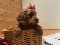 Millie, a female Cockapoo for sale in Athens, WI – Photo 4 of 10