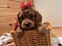 Millie, a female Cockapoo for sale in Athens, WI – Photo 1 of 10