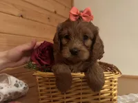 Millie, a female Cockapoo for sale in Athens, WI – Photo 2 of 10