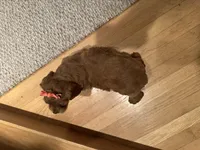 Millie, a female Cockapoo for sale in Athens, WI – Photo 9 of 10