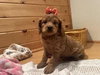 Millie, a female Cockapoo for sale in Athens, WI – Photo 6 of 10