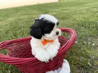 Donnie, a male Bichon Frise and Shih Tzu for sale in Athens, WI – 2 of 10