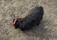 Cocoa, a female Poodle - Miniature  for sale in Athens, WI – Photo 3 of 3