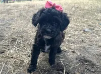 Cocoa, a female Poodle - Miniature  for sale in Athens, WI – Photo 1 of 3