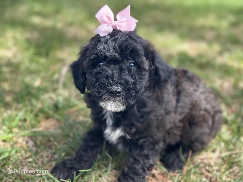 Cocoa – Poodle - Miniature  puppy for sale in Athens, WI