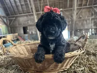 Cocoa, a female Poodle - Miniature  for sale in Athens, WI – Photo 2 of 3