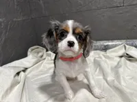 Leeanna, a female Cavalier King Charles Spaniel for sale in Athens, WI – Photo 1 of 10