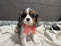 Leeanna, a female Cavalier King Charles Spaniel for sale in Athens, WI – Photo 7 of 10