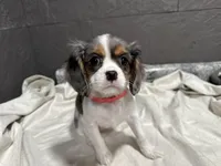 Leeanna, a female Cavalier King Charles Spaniel for sale in Athens, WI – Photo 8 of 10