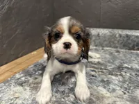 Leeanna, a female Cavalier King Charles Spaniel for sale in Athens, WI – Photo 10 of 10