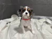Leeanna, a female Cavalier King Charles Spaniel for sale in Athens, WI – Photo 5 of 10