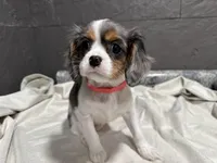 Leeanna, a female Cavalier King Charles Spaniel for sale in Athens, WI – Photo 2 of 10