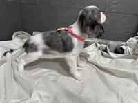 Leeanna, a female Cavalier King Charles Spaniel for sale in Athens, WI – Photo 3 of 10